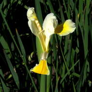 Image de Iris orientalis Mill.