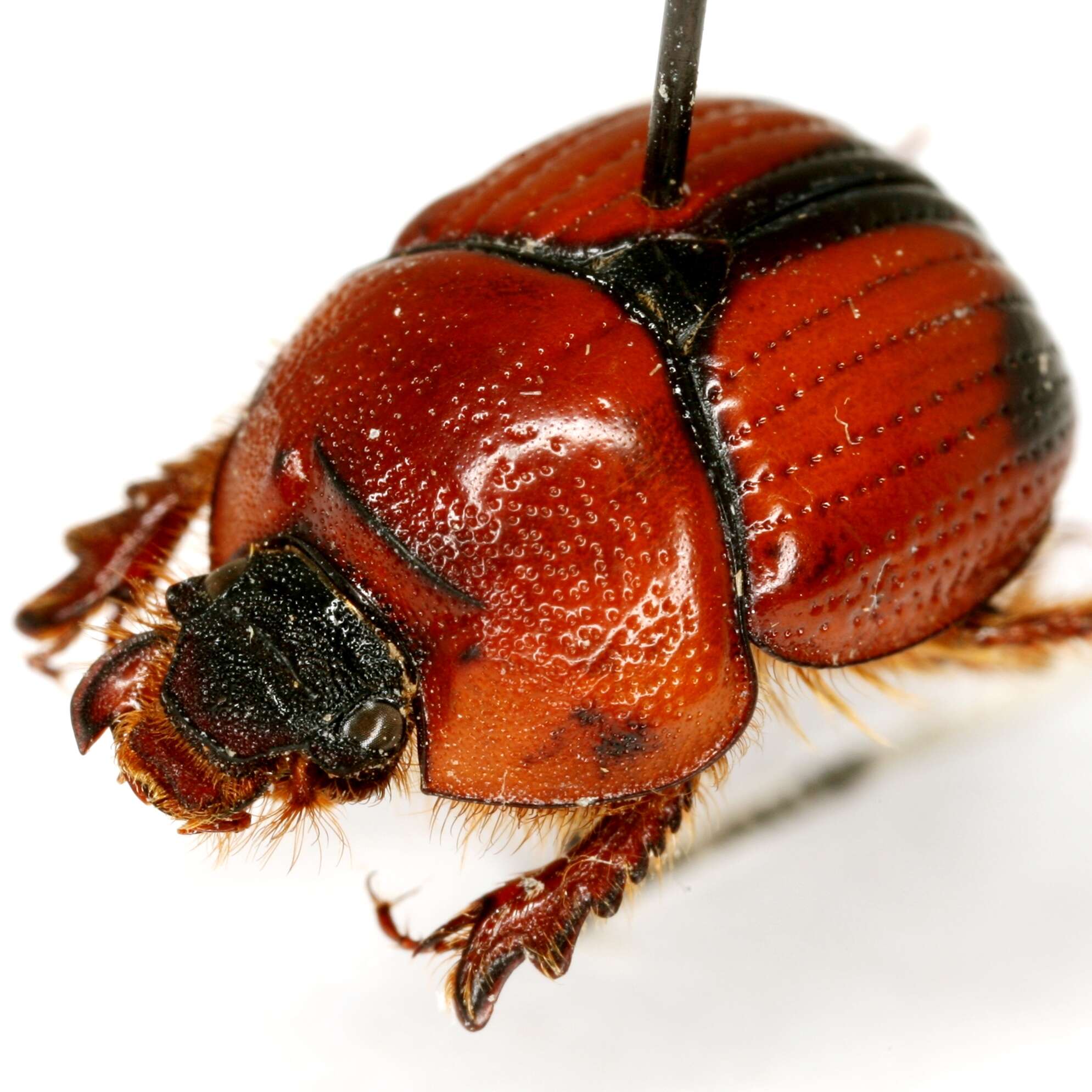 Plancia ëd Bolbocerosoma elongatum Howden 1955