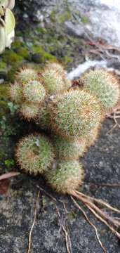 Image of Mammillaria columbiana subsp. yucatanensis (Britton & Rose) D. R. Hunt