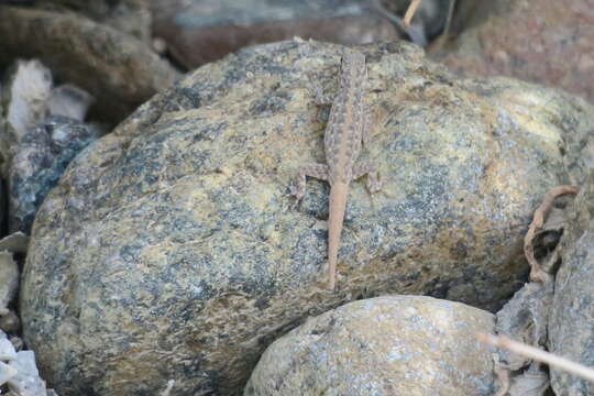 Image of Blandford's Semaphore Gecko