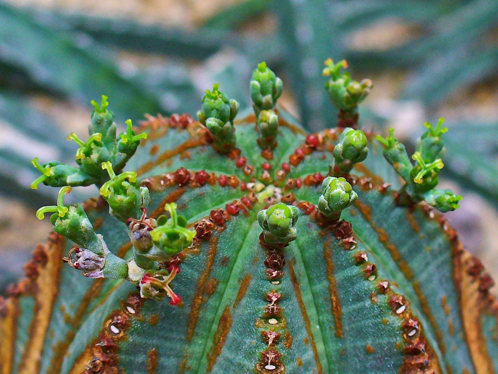 Image of Euphorbia obesa Hook. fil.