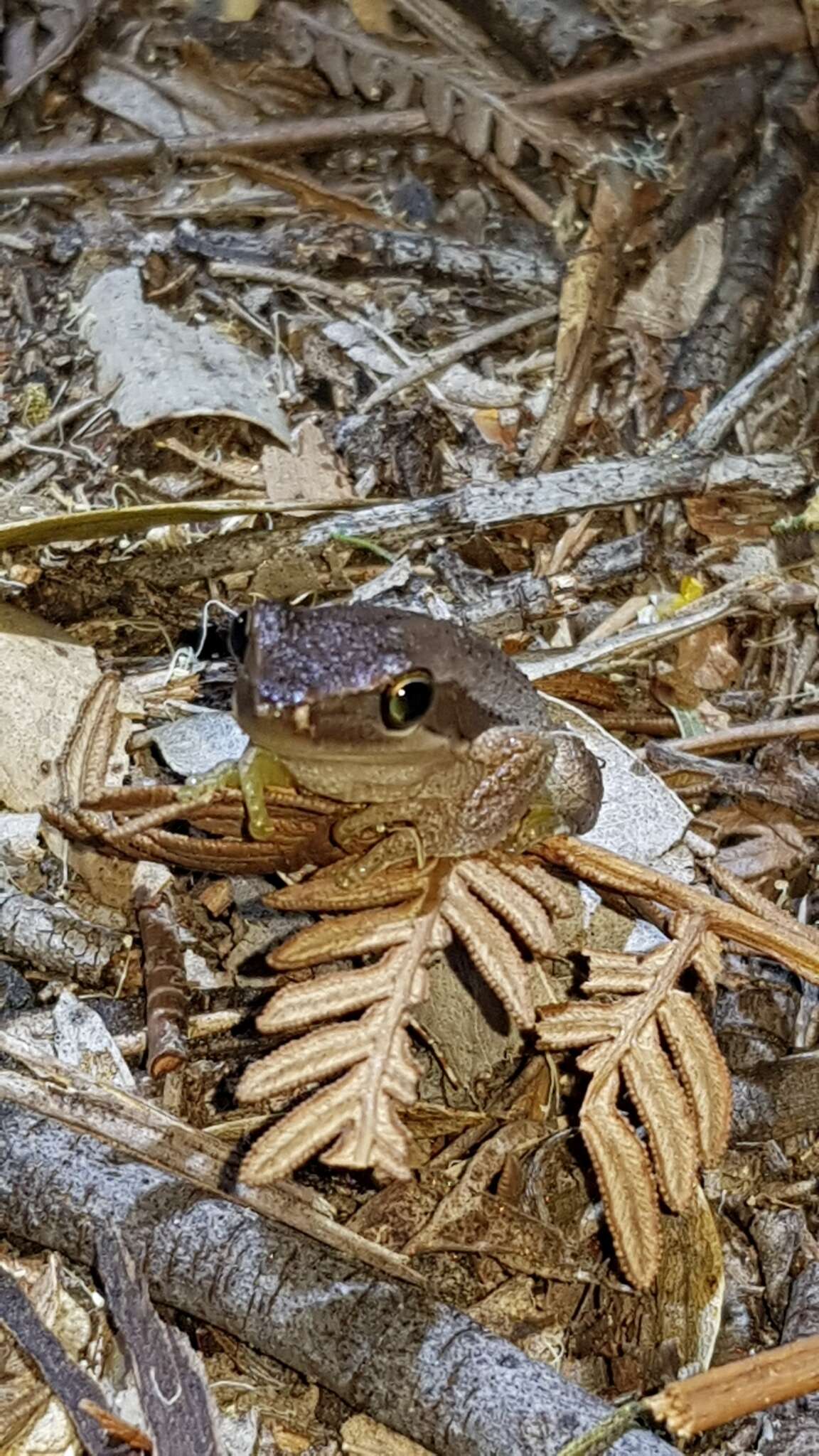 Imagem de Litoria adelaidensis (Gray 1841)