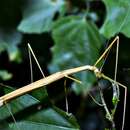 Image of Stick insect