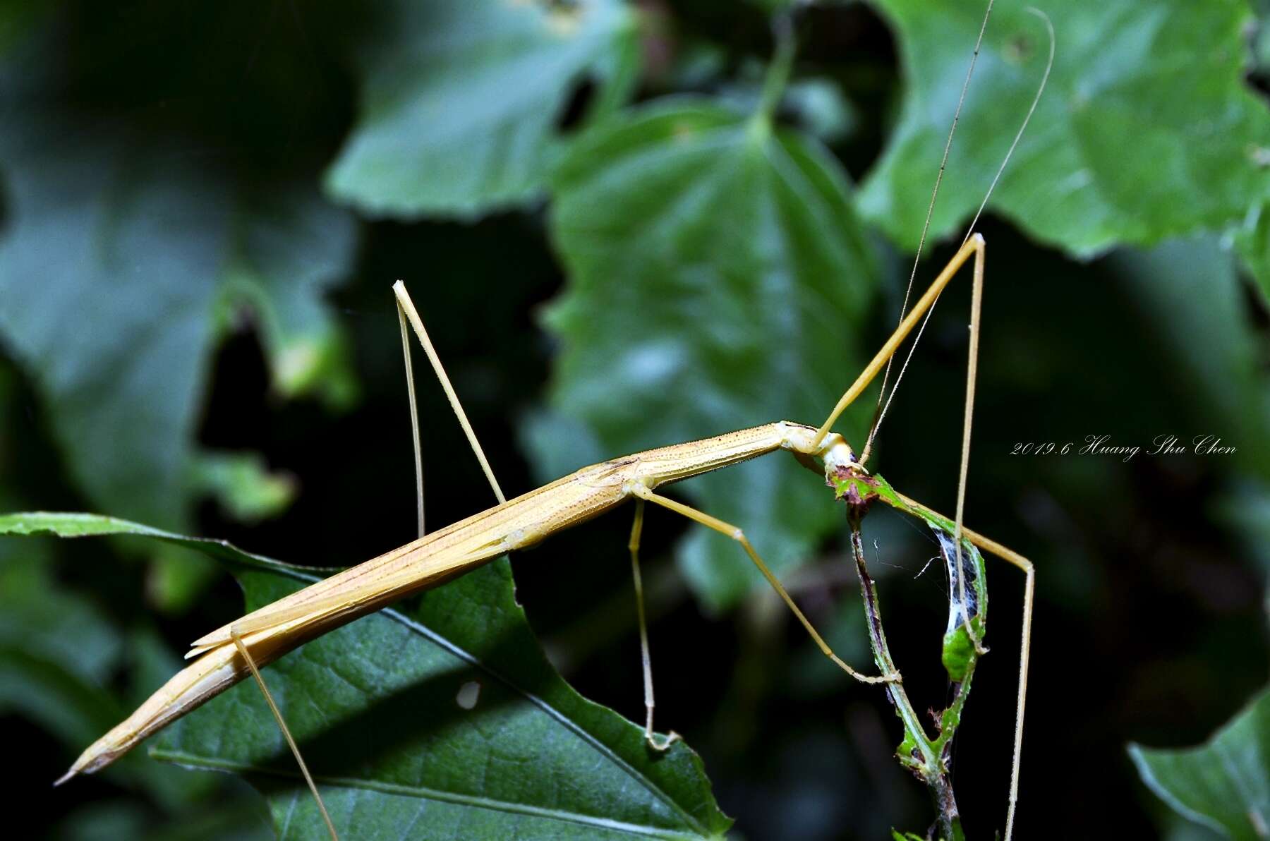 Stick Insect