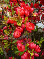 Слика од Chaenomeles japonica (Thunb.) Lindl. ex Spach