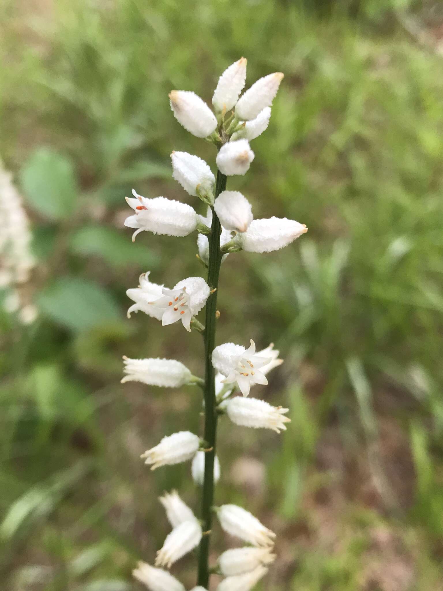 Image of white colicroot