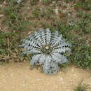 Image of stemless thistle