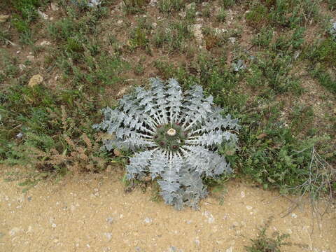 Image of stemless thistle