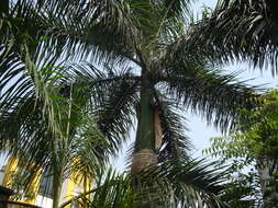 Image of Cuban Royal Palm