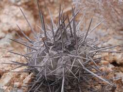 Image of Copiapoa montana F. Ritter