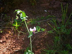 Image of wild pea