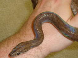 Image of Brown Rainbow Boa