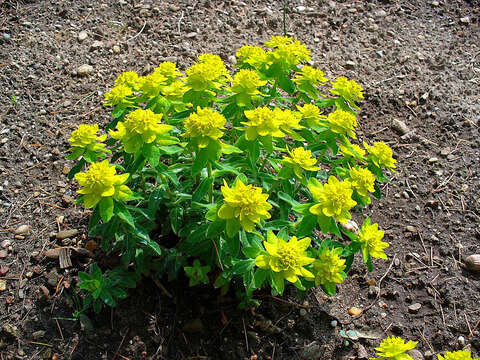 Image of cushion spurge