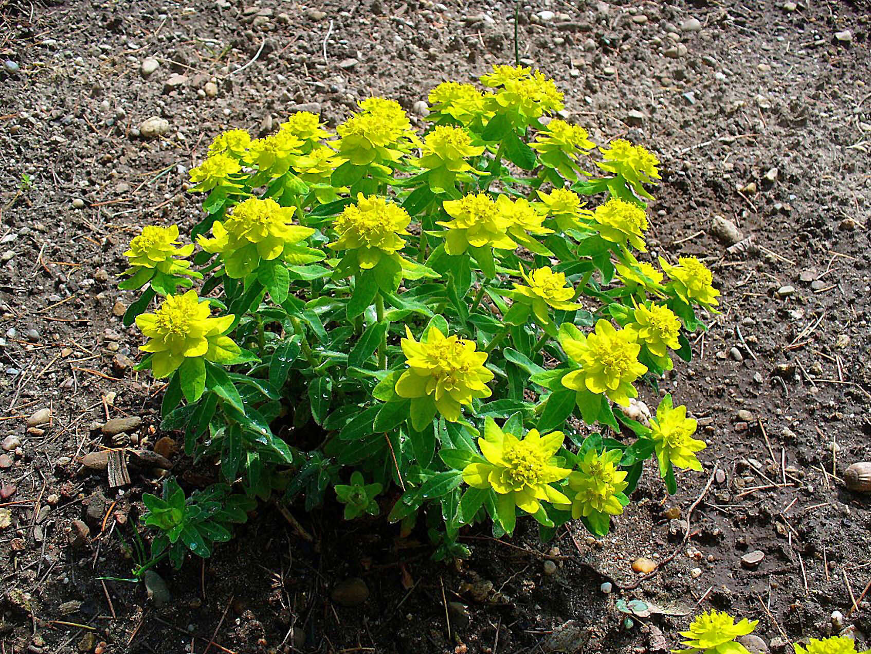 Euphorbia epithymoides L. resmi