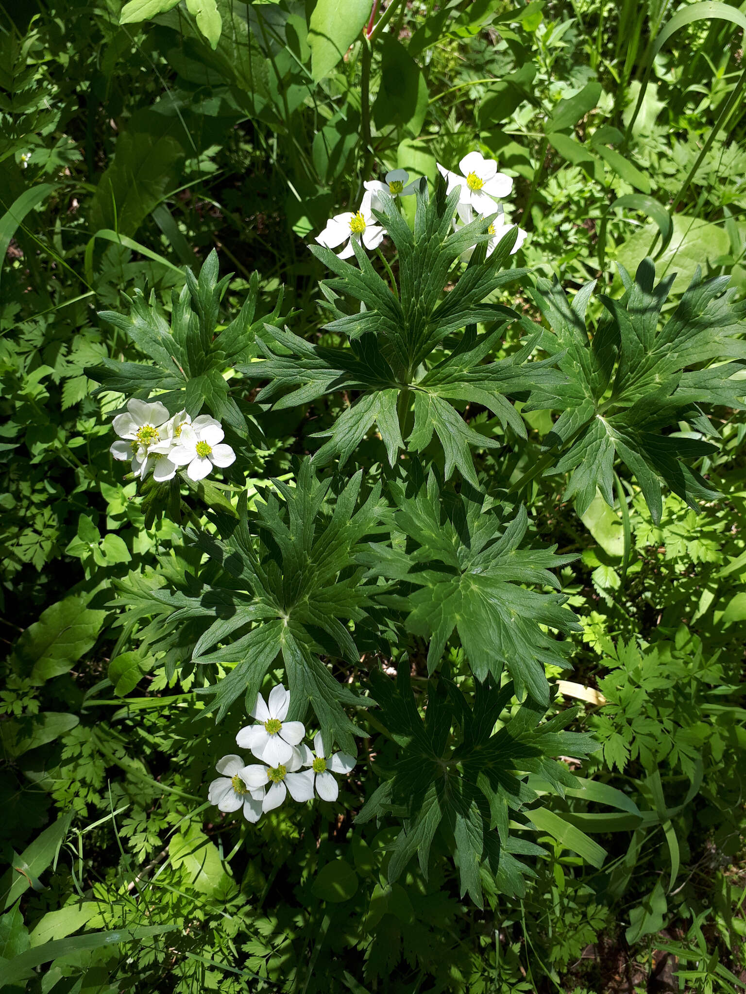 Anemonastrum protractum (Ulbrich) Holub的圖片