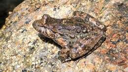 Image of Corsican Painted Frog