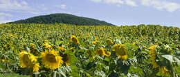 Image of common sunflower