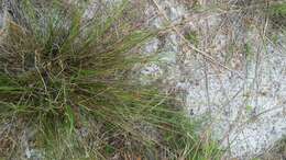 Image of Pine-Barren Beak Sedge