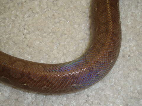 Image of Brown Rainbow Boa