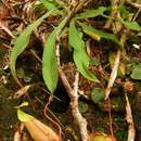 Image of Nepenthes chang M. Catal.