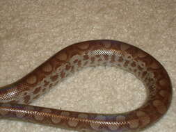 Image of Brown Rainbow Boa