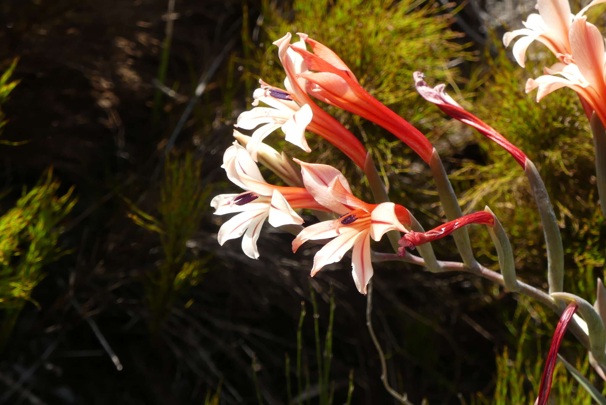 Image of Gladiolus miniatus Eckl.