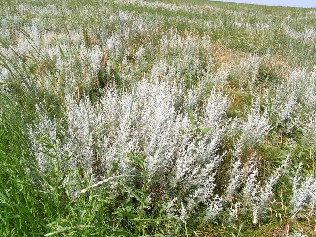 Sivun Artemisia maritima kuva