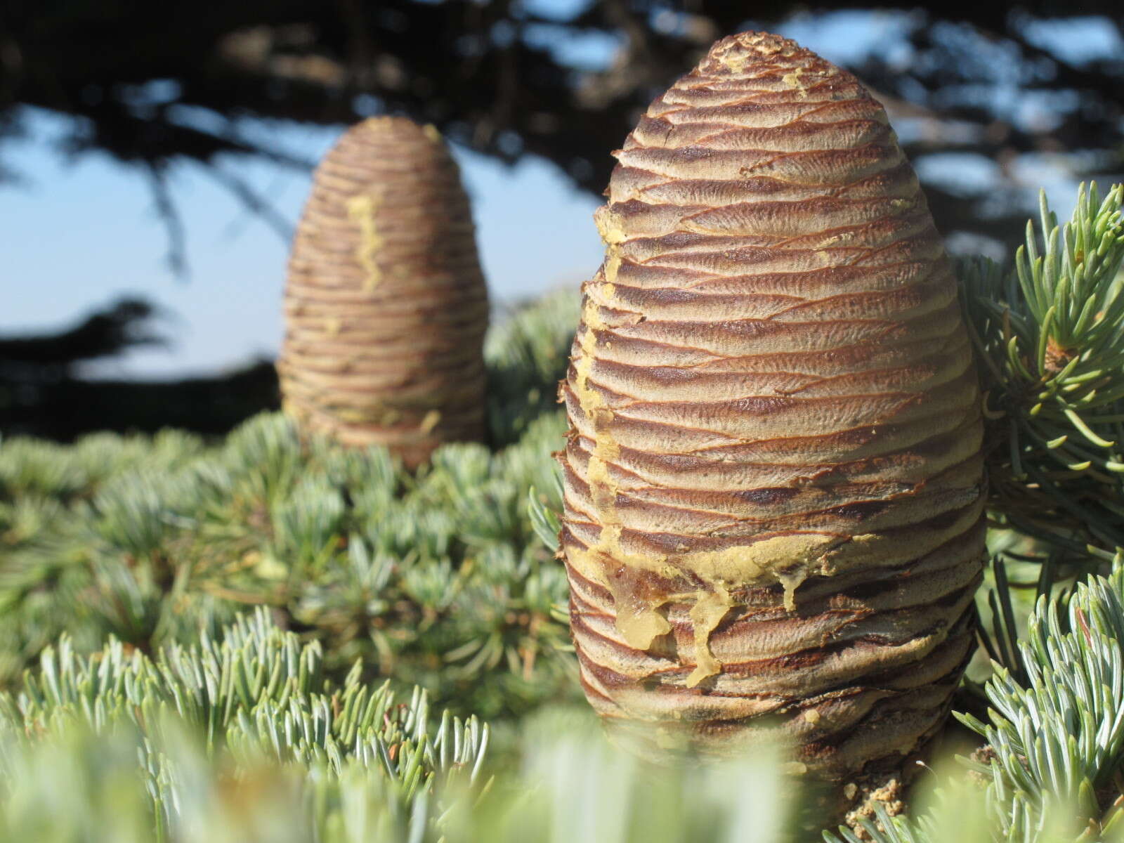 Image of Cedrus libani var. libani