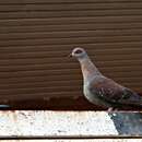 Image of Columba guinea phaeonota Gray & GR 1856