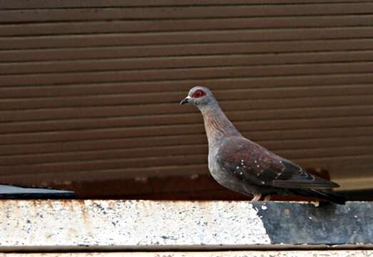 Image of Columba guinea phaeonota Gray & GR 1856