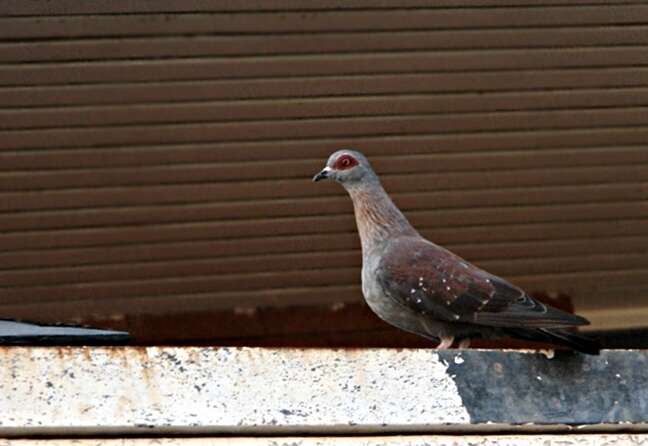 صورة Columba guinea phaeonota Gray & GR 1856