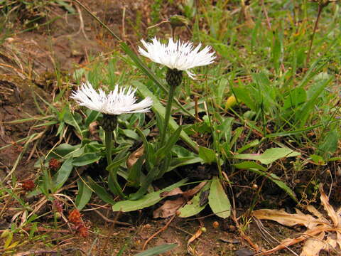 Image de Plectocephalus varians (A. Rich.) C. Jeffrey apud Cufod.