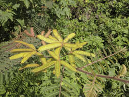 Image of Sensitive weed