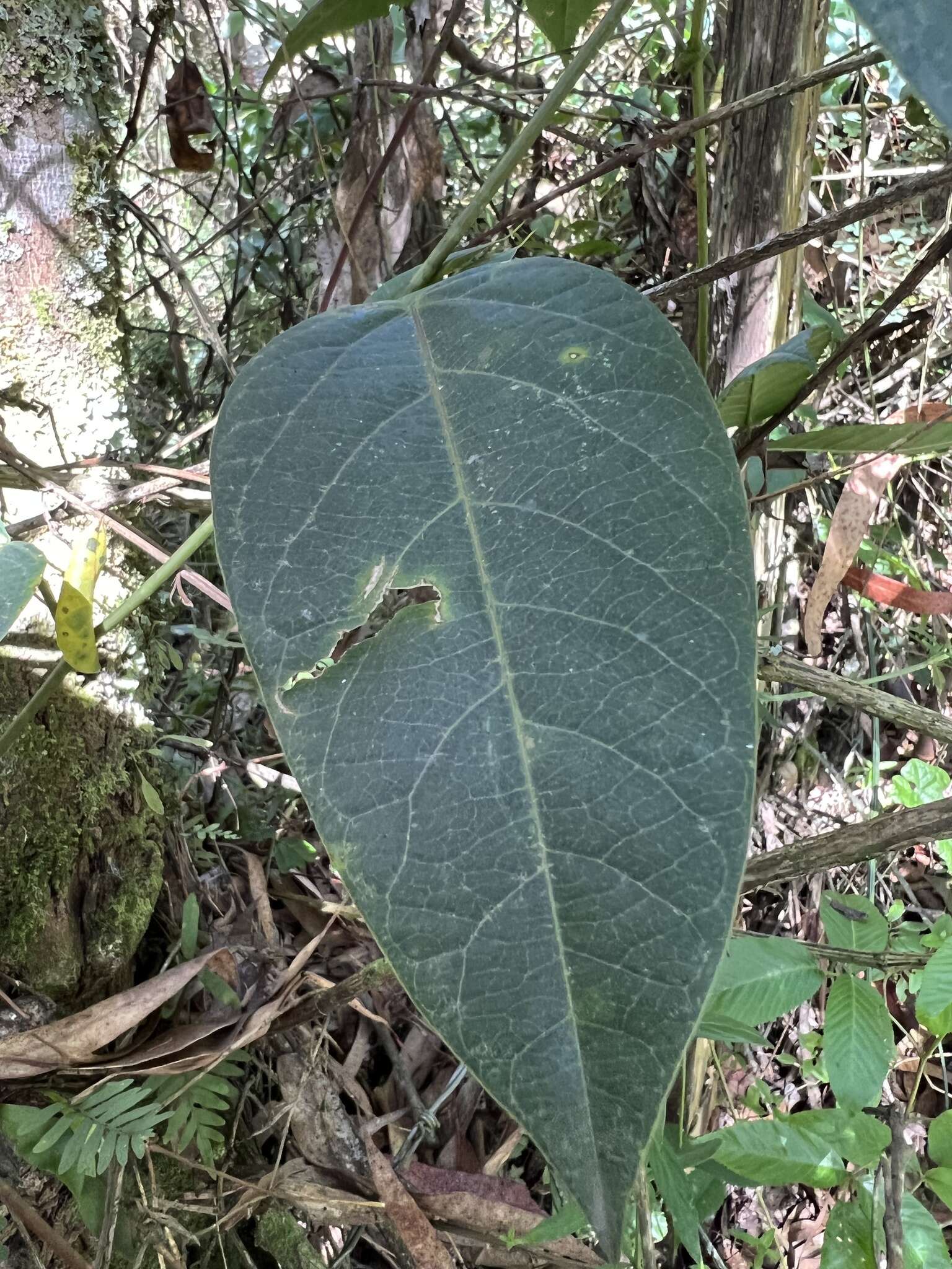 Image de Passiflora longipes A. Juss.