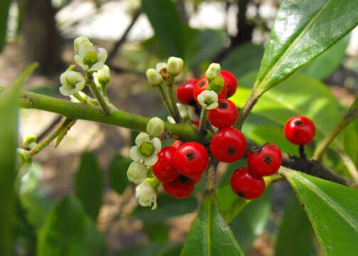 Image of Yerba Maté