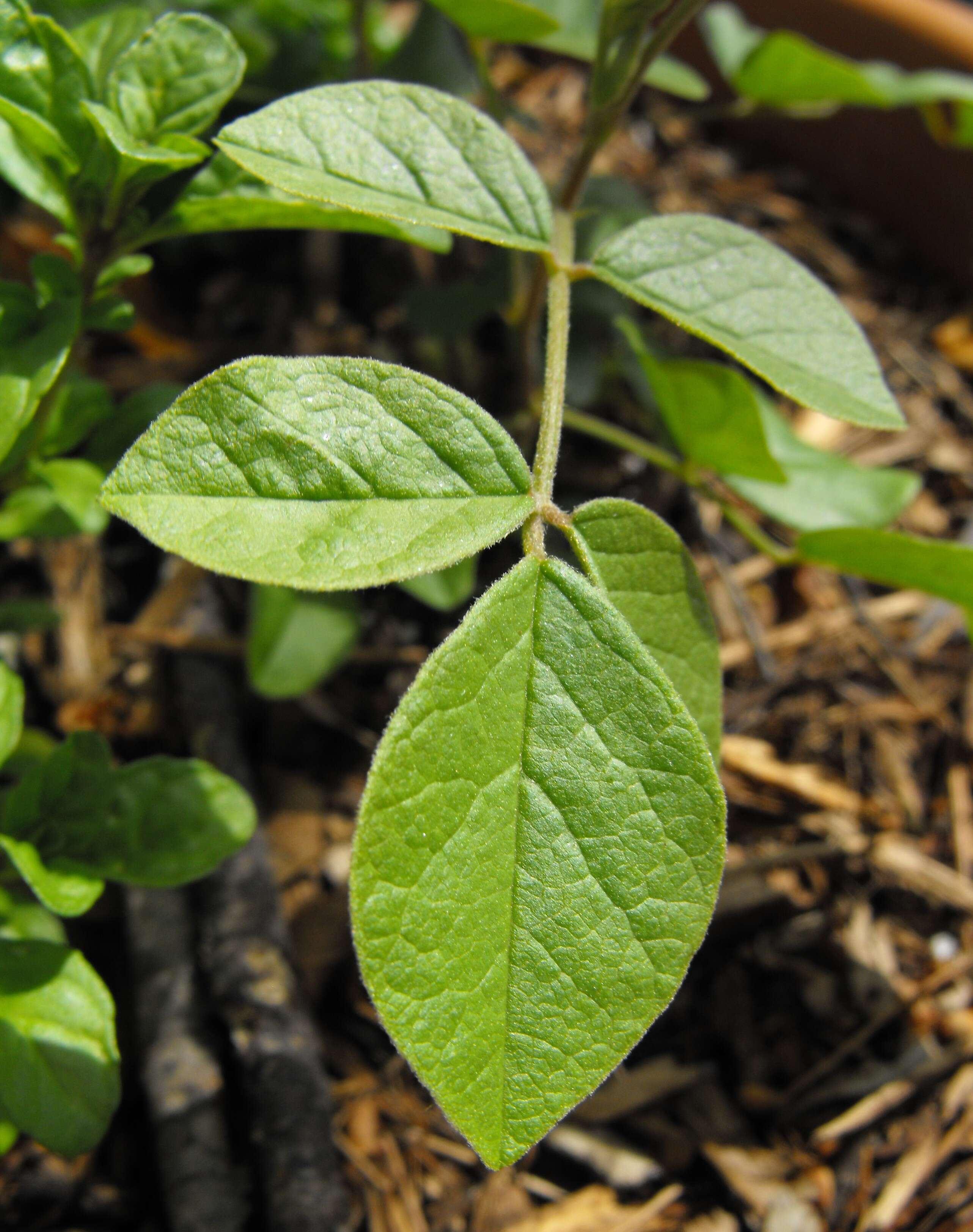 Image of Asian Liquorice