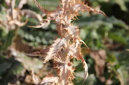 Plancia ëd Cirsium mohavense (Greene) Petr.