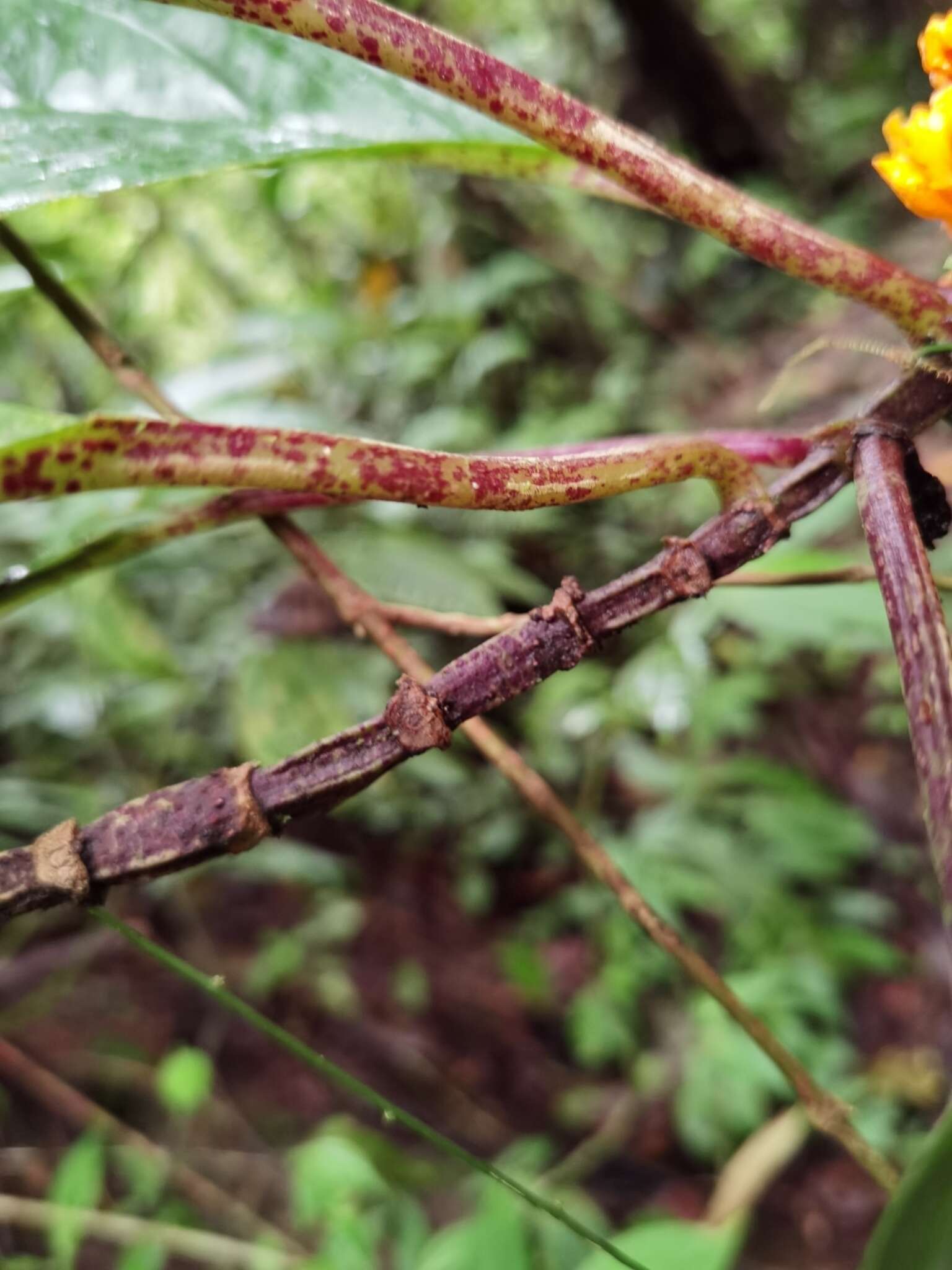 Image of Drymonia ambonensis (L. E. Skog) J. L. Clark