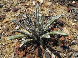 Image of smallflower century plant