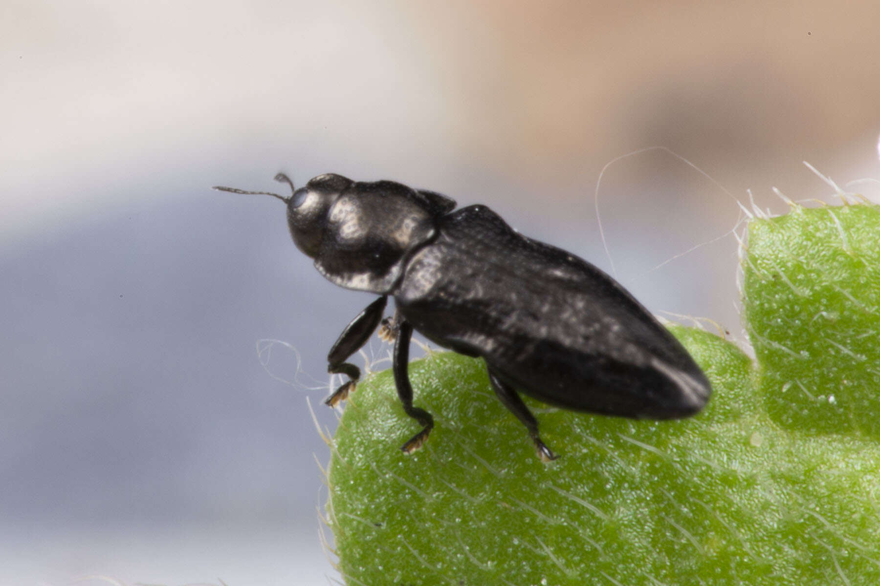 Imagem de Aphanisticus cochinchinae Obenberger 1924