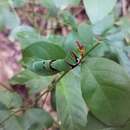 Image of Ambrax Butterfly