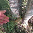 Carex decomposita Muhl. resmi
