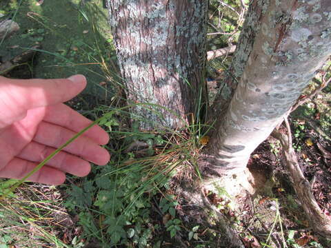 Carex decomposita Muhl. resmi