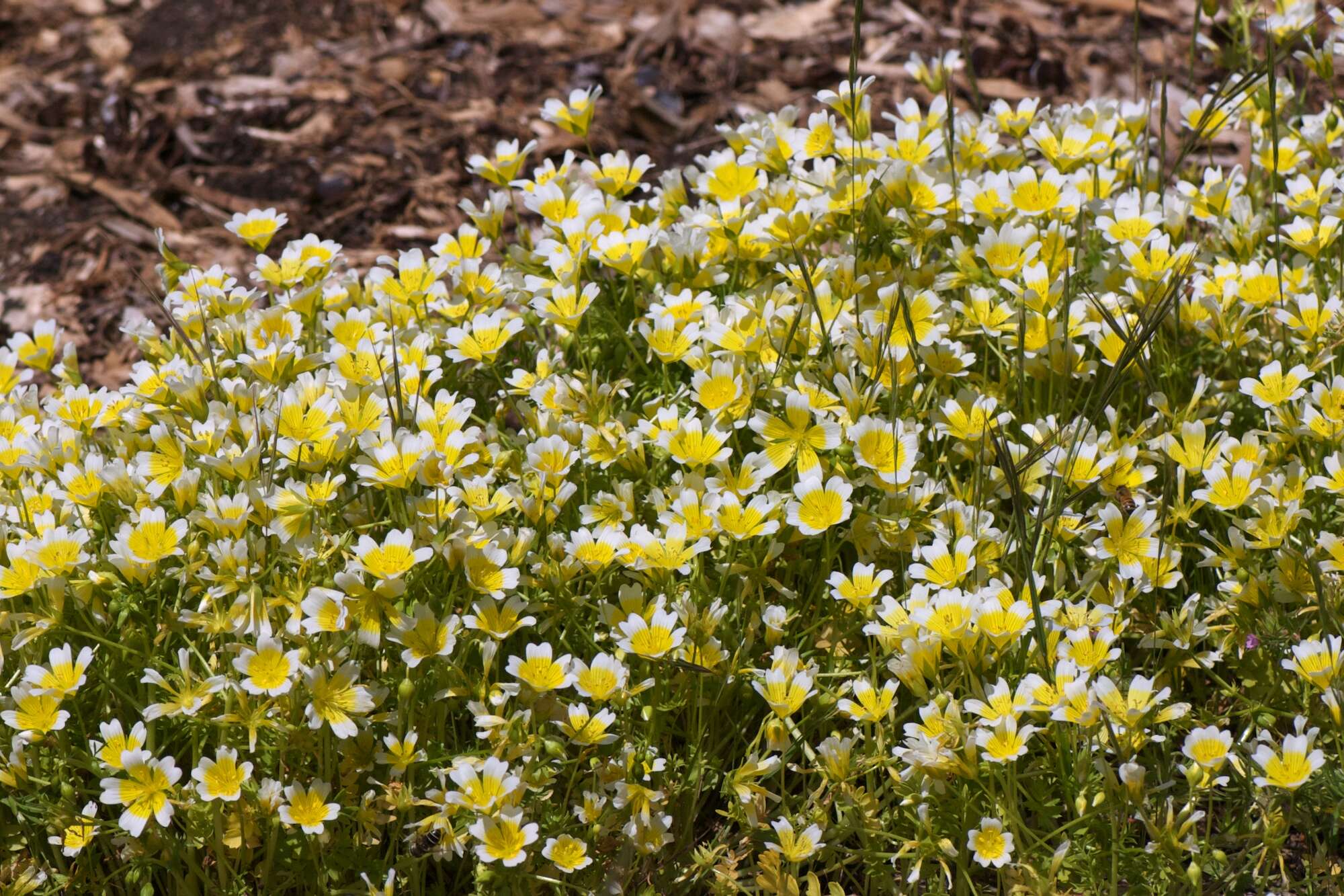 Image of meadowfoam