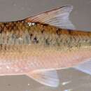 Image of Smallmouth yellowfish