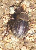 Sivun Phyllophaga (Tostegoptera) lanceolata (Say 1824) kuva