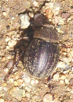 Image of Phyllophaga (Tostegoptera) lanceolata (Say 1824)