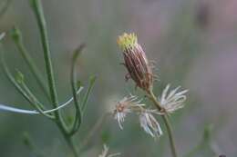 Pleurocoronis pluriseta (A. Gray) R. King & H. Rob.的圖片