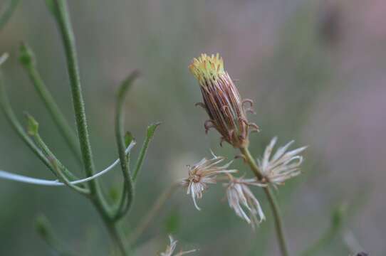 Plancia ëd Pleurocoronis pluriseta (A. Gray) R. King & H. Rob.