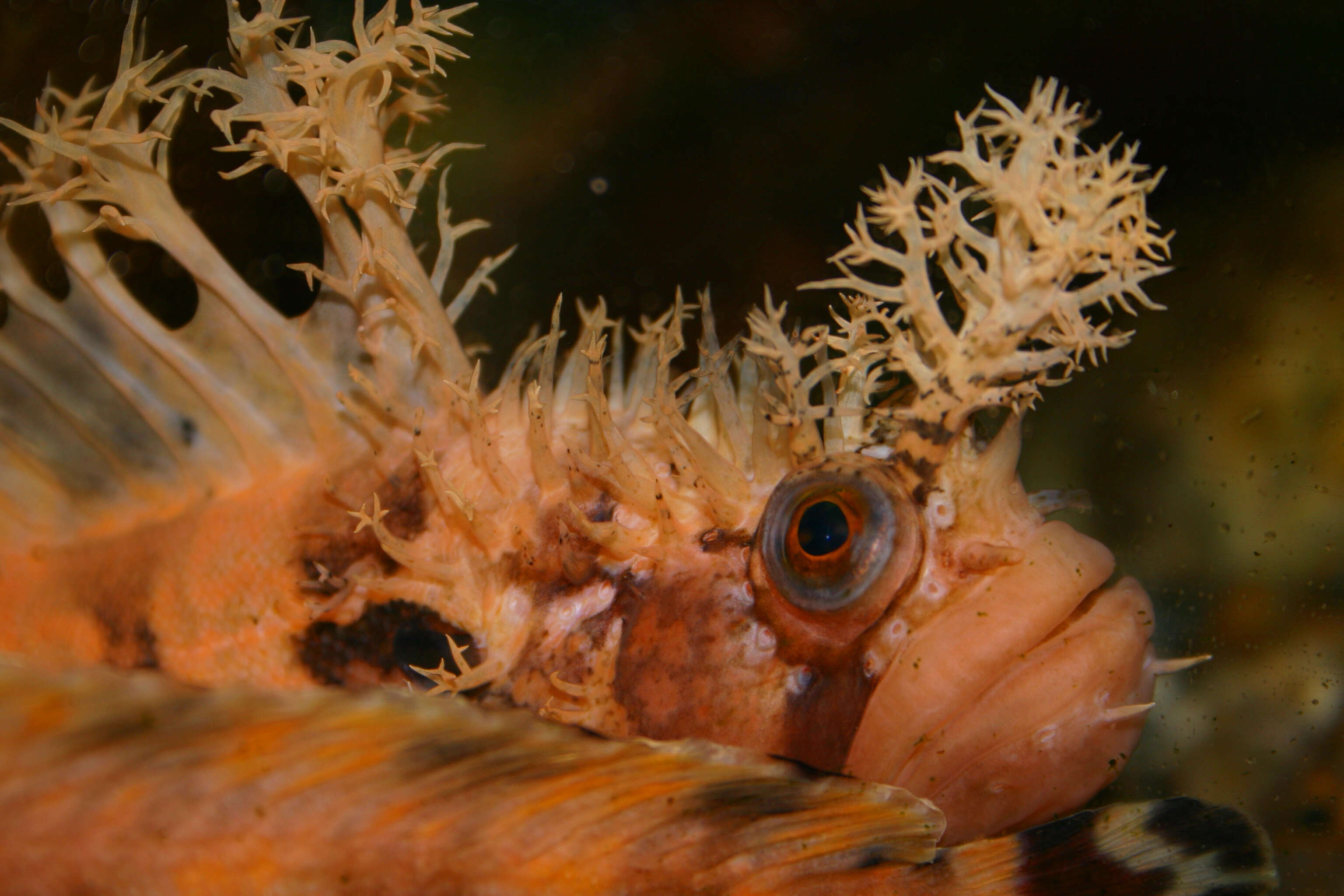 Image of Decorated Warbonnet